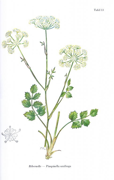 Bibernelle Litho